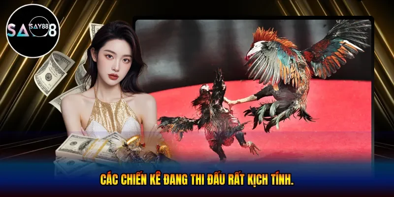 Hình ảnh các chiến kê đang thi đấu rất kịch tính